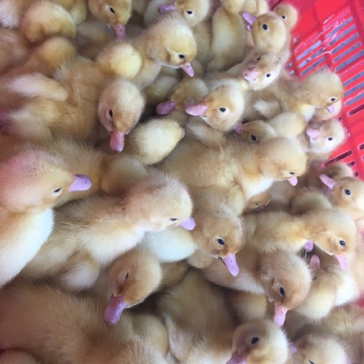 南宁 白鸭苗