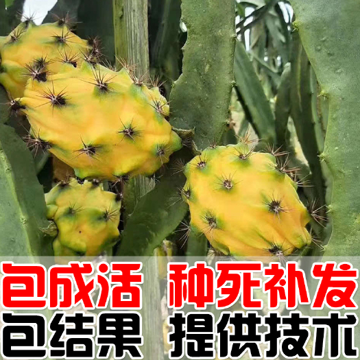 建德市 燕窝果苗 火龙果苗 麒麟果苗 黄龙果苗 厄瓜多尔燕窝果苗