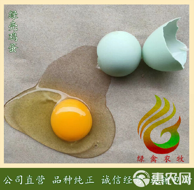 麻羽绿壳蛋鸡苗-高产绿壳蛋鸡苗-年产蛋260枚