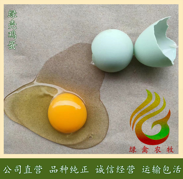  高產(chǎn)麻羽綠殼蛋雞苗-麻羽綠殼蛋雞苗-公司直營(yíng)-誠(chéng)信有保障