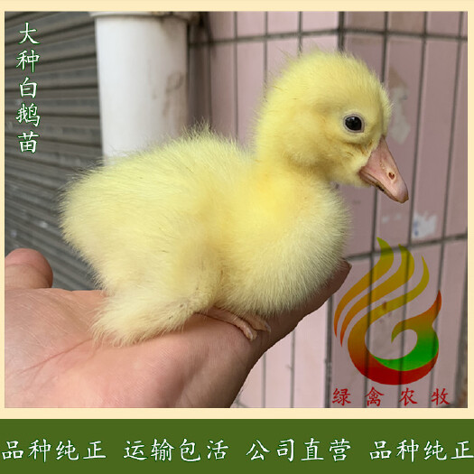 广州 大白鹅苗-快大型白鹅苗-大种白鹅苗-60天7斤