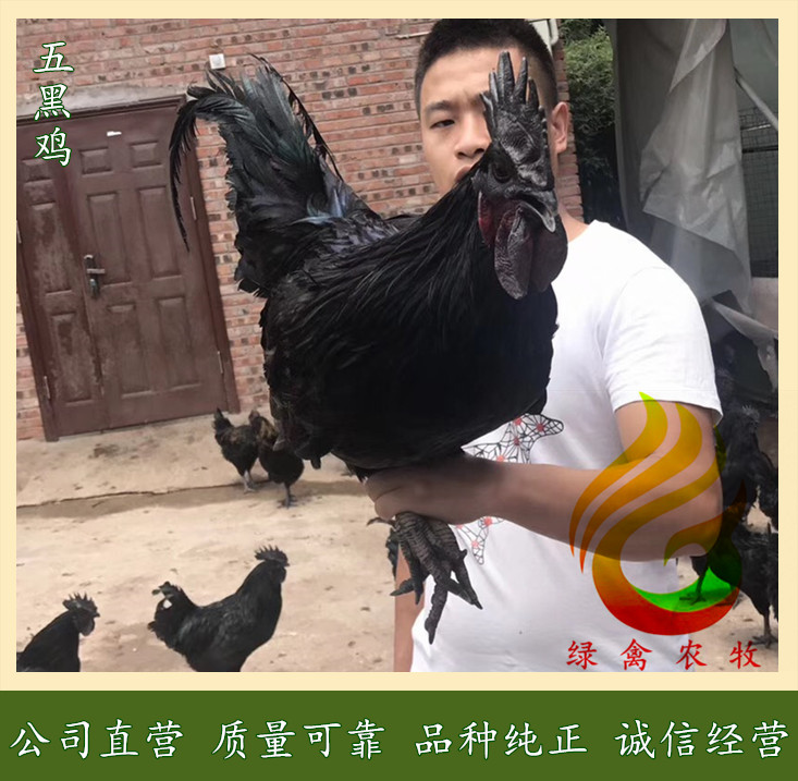 广州五黑鸡苗-纯种五黑鸡苗-产蛋率高,绿壳率更高-包打疫苗