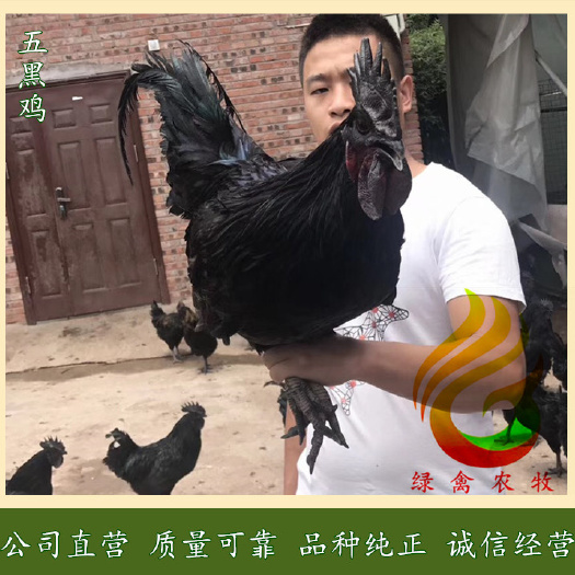 广州五黑鸡苗-纯种五黑鸡苗-产蛋率高,绿壳率更高-包打疫苗