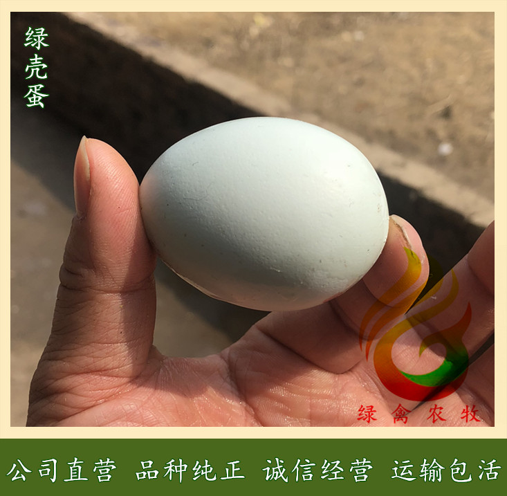  高產(chǎn)麻羽綠殼蛋雞苗-麻羽綠殼蛋雞苗-公司直營(yíng)-誠(chéng)信有保障