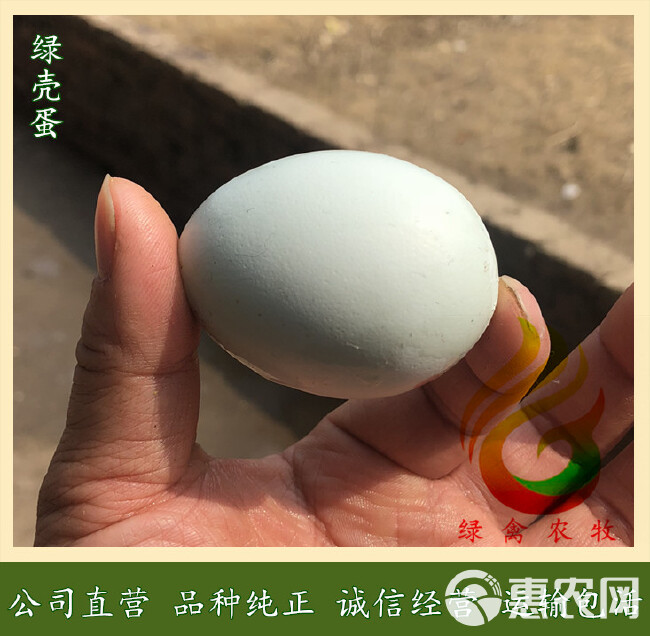麻羽绿壳蛋鸡苗-高产绿壳蛋鸡苗-年产蛋260枚