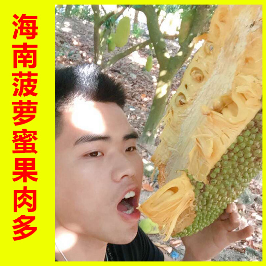 海南陵水保亭黄肉红肉干苞菠萝蜜量大批发可发整车和物流