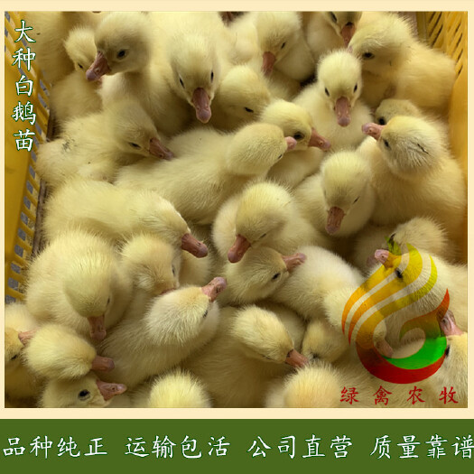 广州 白鹅苗-霍尔多巴吉鹅苗-杂交鹅苗-60天7斤-成活率高
