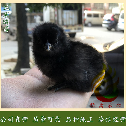 广州绿壳蛋鸡苗，五黑一绿蛋鸡苗，年产蛋260枚，品种纯绿壳率高