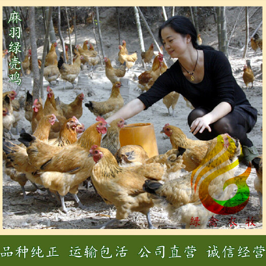 广州麻羽绿壳蛋鸡苗-高产绿壳蛋鸡苗-年产蛋260枚