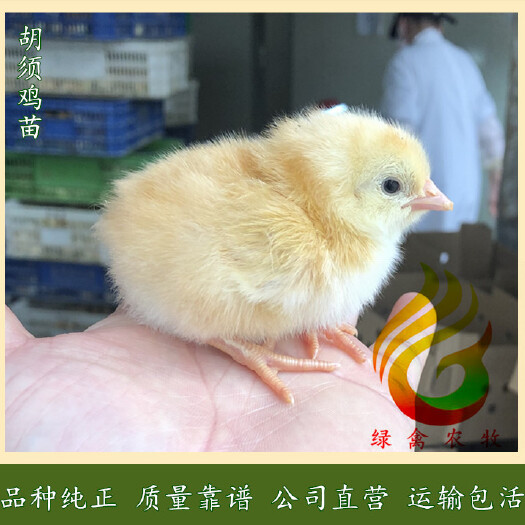 广州 胡须鸡苗-农科院胡须鸡母苗-龙门胡须鸡苗-包打疫苗