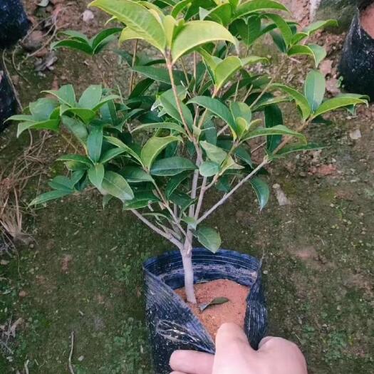 南京 四季桂 优质桂花苗 现挖苗 包邮 买二送一