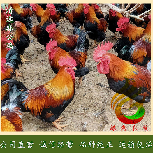 广州清远麻鸡苗-中速麻公鸡苗-草原红大公鸡苗-抗病力强