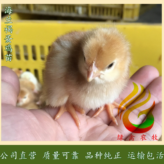广州 海兰褐蛋鸡苗-红毛蛋鸡苗-多蛋鸡苗-年产蛋320枚