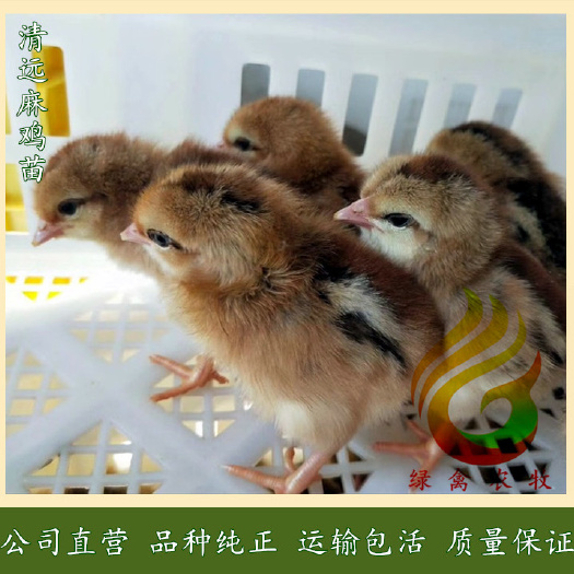 广州 清远麻母苗-清远麻1.5号项鸡苗-小麻母苗-成年3.6斤