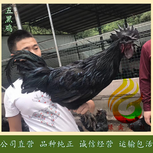 广州 五黑绿壳蛋鸡苗,品质好,产蛋率高-包打疫苗