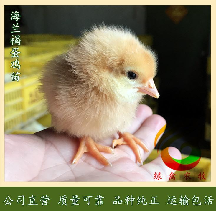 广州海兰褐壳蛋鸡  -红毛多蛋鸡苗-高产蛋鸡苗-年产蛋320枚