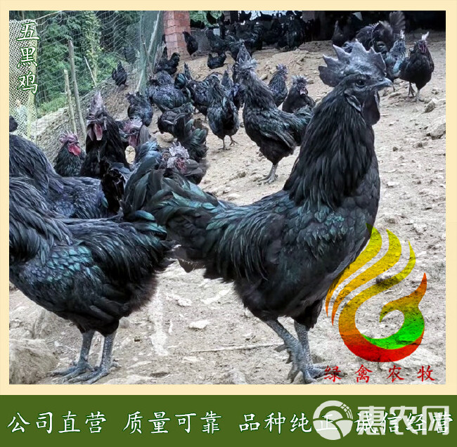  五黑绿壳蛋鸡苗,品质好,产蛋率高-包打疫苗