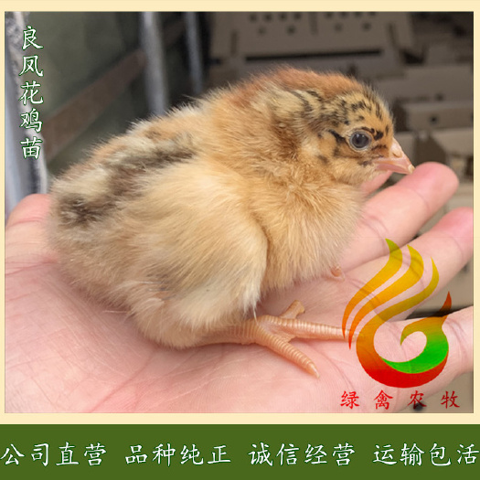 广州 良凤花公鸡苗，红毛大公鸡苗，快大红公鸡苗，90天8斤包运输