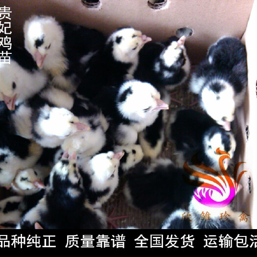 广州 贵妃鸡苗，全年销售，运输包活，包打疫苗。