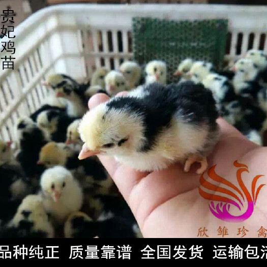 广州 贵妃鸡苗，运输包活，包打疫苗。