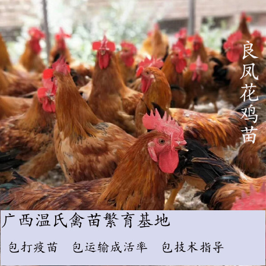 南宁良凤花鸡苗  孵化基地直供  已注射疫苗  包运输成活