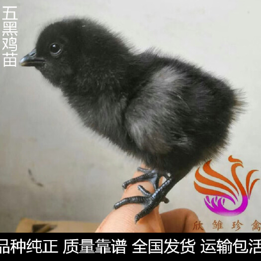 广州 五黑鸡苗，五黑一绿鸡苗，五黑绿壳蛋鸡苗。