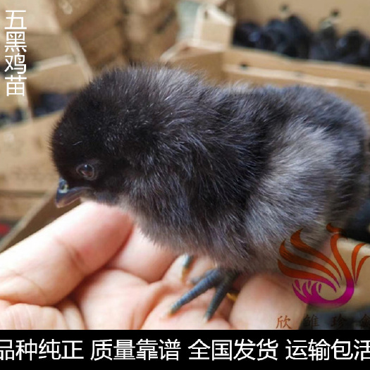 广州 绿壳蛋鸡苗，纯种五黑绿壳蛋鸡苗，年产蛋220，绿壳率95%