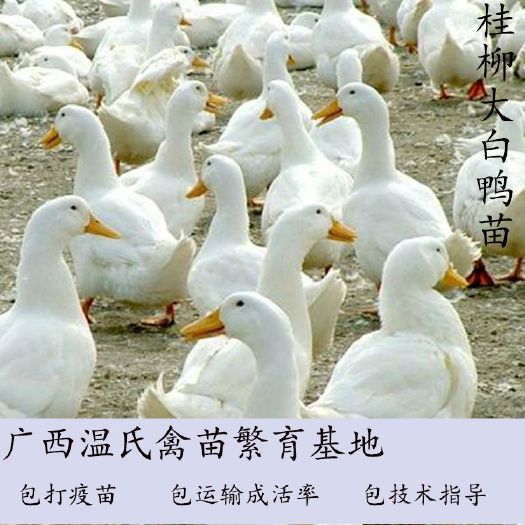南宁 桂柳白鸭苗  孵化基地直供  已注射疫苗  包运输成活