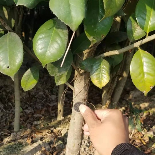 金华 2-5公分红露珍茶花价格 红露珍茶花