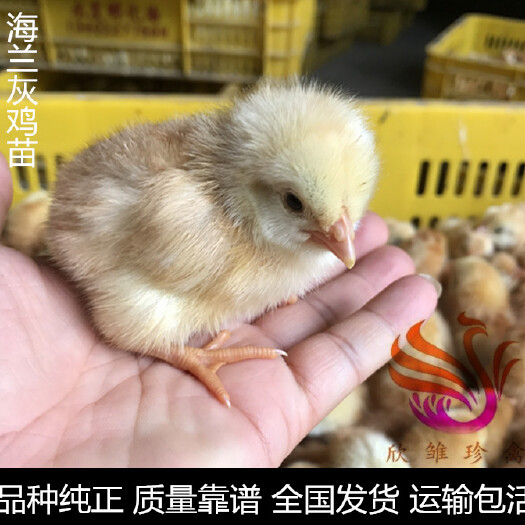 广州 海兰灰蛋鸡苗，高产蛋鸡苗，年产量320枚