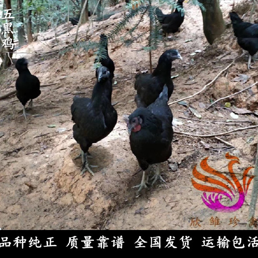 广州 乌骨鸡苗，旧院黑鸡苗，运输包活，包打疫苗。
