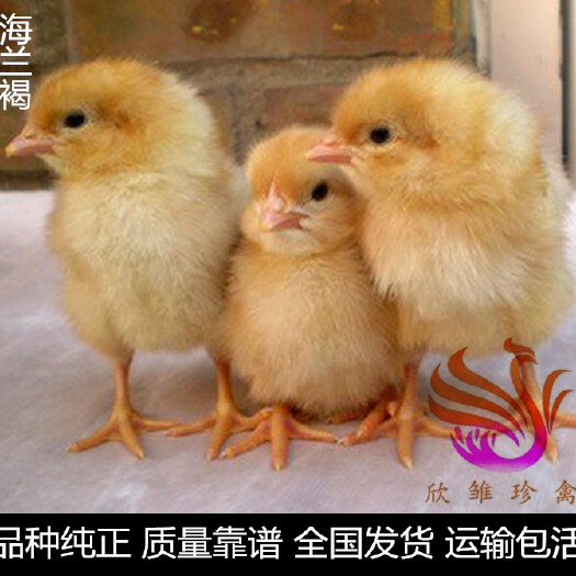 广州 海兰褐壳蛋鸡苗，高产蛋鸡苗，年产量320枚。
