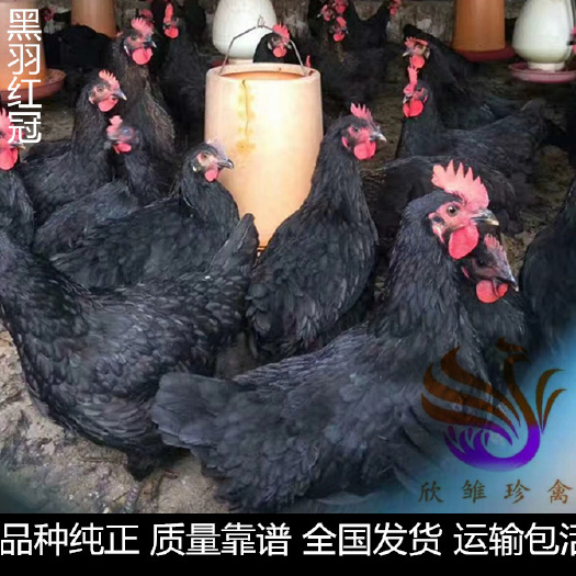 广州 黑羽红冠鸡苗，黑羽，红冠，白肉，