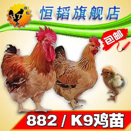 南宁 K9鸡苗882麻黄鸡活体小鸡苗批发山土鸡种苗养殖