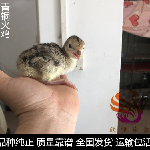 广州 青铜火鸡苗，中型火鸡苗。