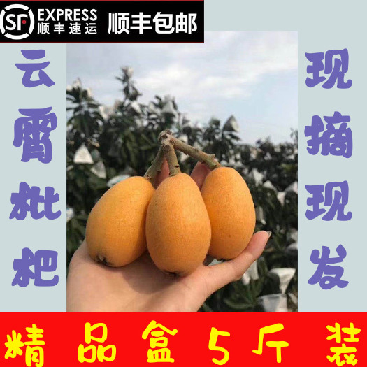 云霄县 福建 云霄枇杷新鲜水果顺丰包邮净重5斤现摘现卖早钟琵琶