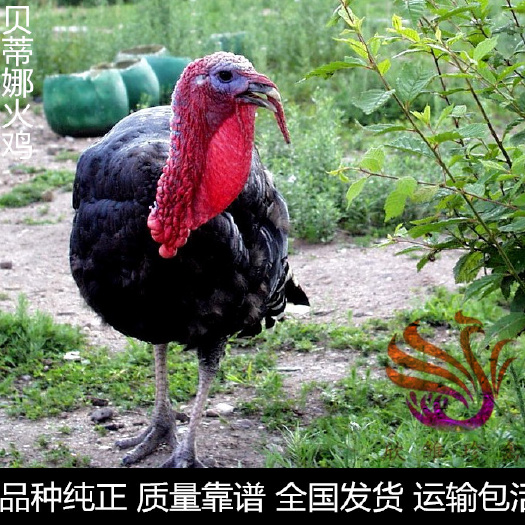 广州 贝蒂娜火鸡苗，小型火鸡苗。