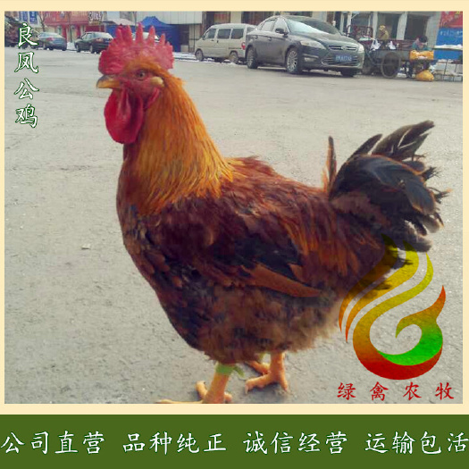广州 良凤花公鸡苗-红良凤鸡苗-大种红毛公鸡苗-90天7斤