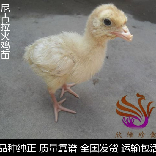 广州 尼古拉火鸡苗，大种火鸡苗。