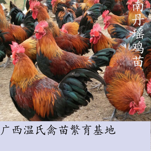 南宁南丹瑶鸡苗苗  孵化基地直供  已注射疫苗  包运输成活