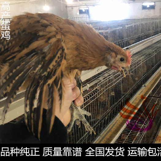 广州 黄羽高产蛋鸡苗，绿壳率95%，年产量260枚。