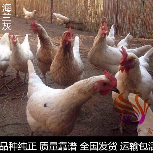 广州 海兰灰蛋鸡苗，年产蛋260~300枚，运输包活，包打疫苗。
