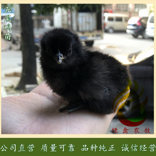 广州 绿壳蛋鸡苗-绿壳率高达95,年产蛋260枚,五黑鸡苗