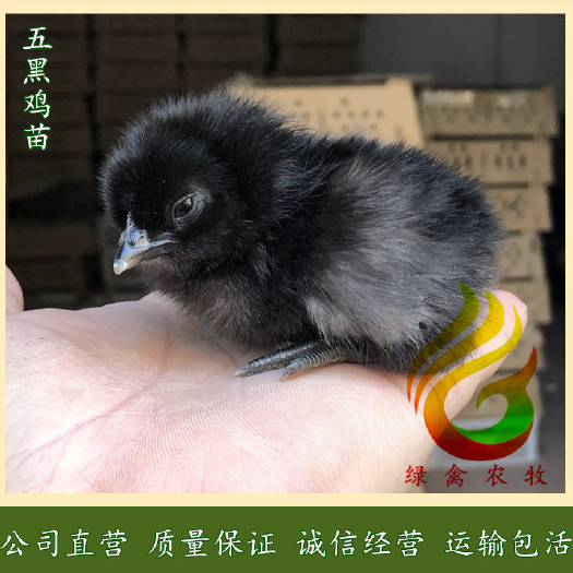 广州 纯种五黑鸡苗-改良型高产-绿壳鸡苗活体包运输