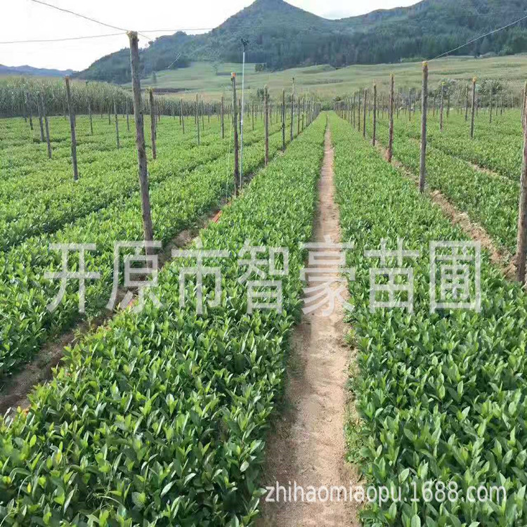 开原市黑果花楸 黑果腺肋花楸 不老梅黑果花楸扦插苗