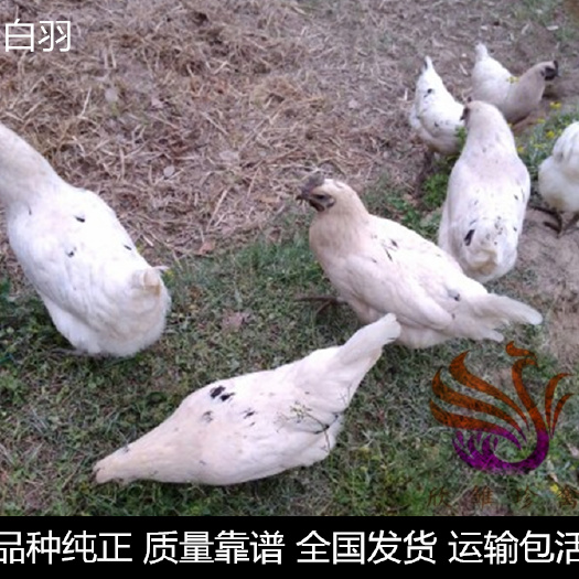 广州 白羽鸡苗，白羽肉鸡苗，快大白羽肉鸡苗。