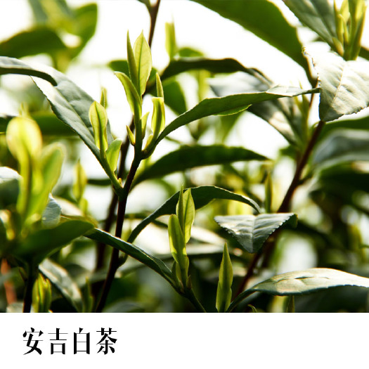 新昌县安吉白茶树苗 安吉白茶苗 正宗基地批发量大优惠 一年生无性系扦插苗