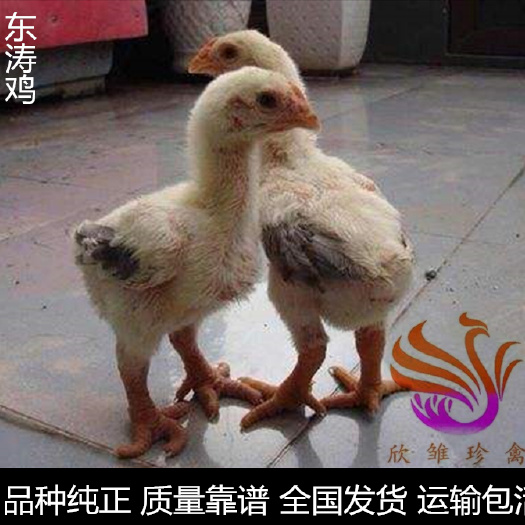 广州 东涛鸡苗，纯种大脚鸡苗，越南巨脚鸡。