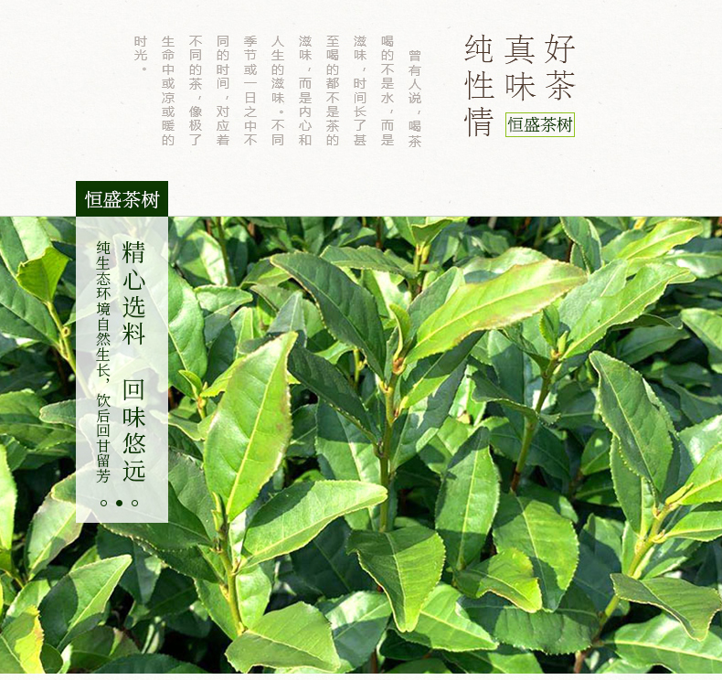 無性系良種茶苗 龍井43茶苗 浙江龍井茶苗基地直銷 一年生無性系扦插苗