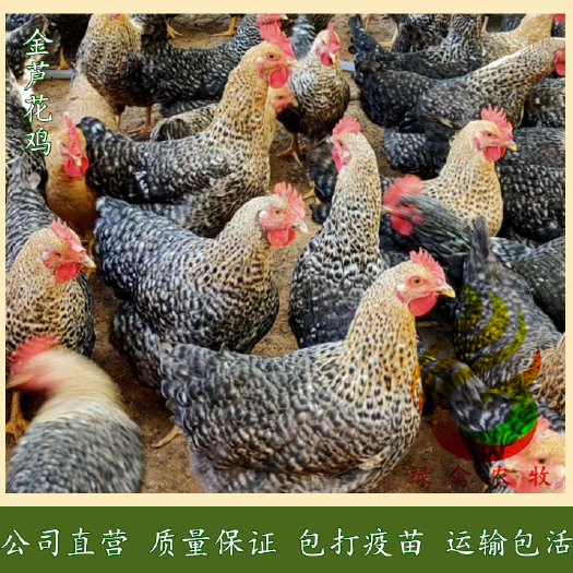 广州金芦花鸡苗-红芦花鸡苗-金红芦花鸡苗-芦花鸡苗全国包邮